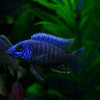 Blue Peacock Cichlid Fish