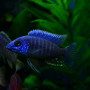 Blue Peacock Cichlid Fish
