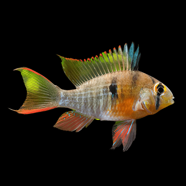 Bolivian Ramrezi Fish