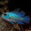 Electric Blue Akara Fish