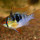 Ramirez Fish