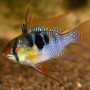 German Ramrezi Fish