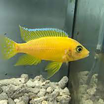 Golden Peacock Cichlid Fish