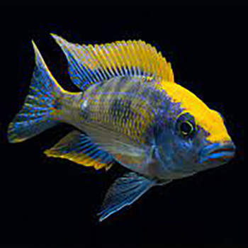 Lithobates Peacock Cichlid Fish