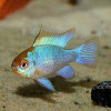Neon Ramrezi Fish