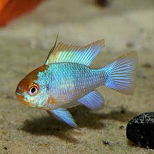 Neon Ramrezi Fish