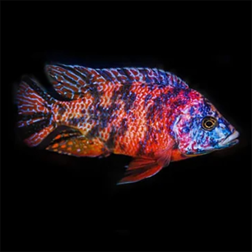 OB Red Peacock Cichlid Fish
