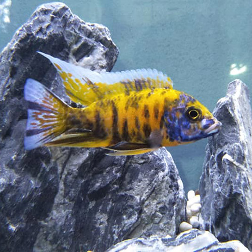 OB Yellow Peacock Cichlid Fish