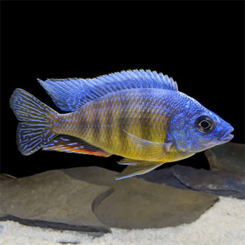 Taiwan Reef Cichlid Fish