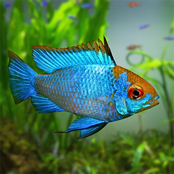 Thaisilk Ramrezi Fish