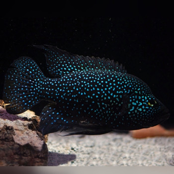 Polleni Cichild Fish (Single)