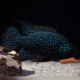 Polleni Cichild Fish (Single)