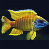 Yellow Peacock Cichlid Fish