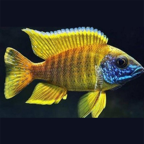 Yellow Peacock Cichlid Fish