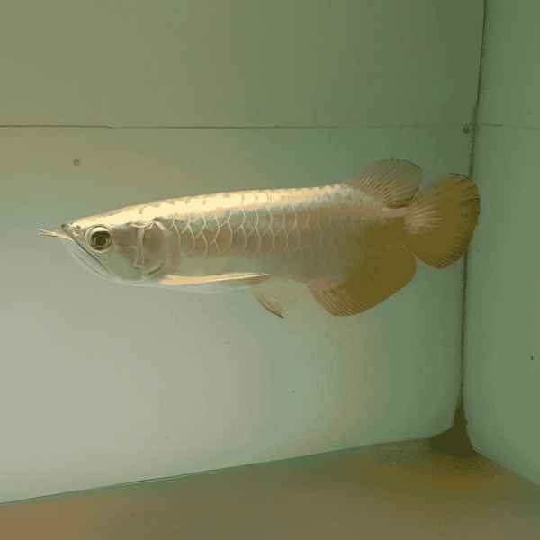 24K Goldern Arowana Fish - 6-8 inch