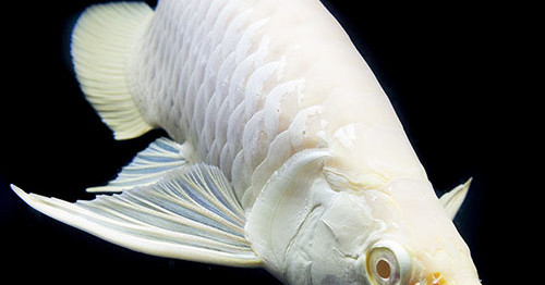 Silver Arowana Fish Wallpaper