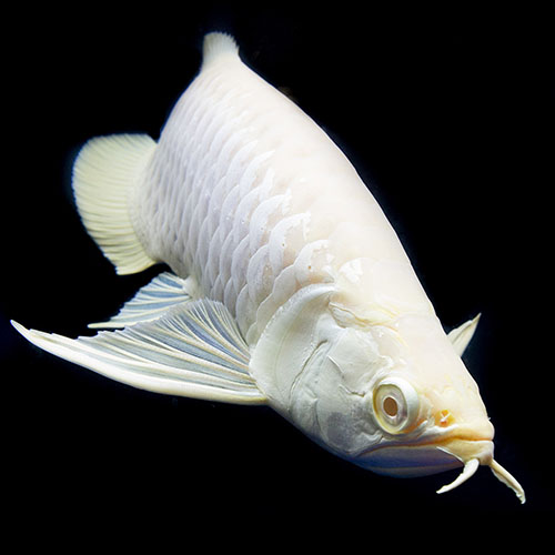 Albino Silver Arowana Fish - 5-7 inch