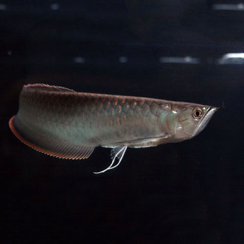 Black Arowana Fish - 5-7 inch