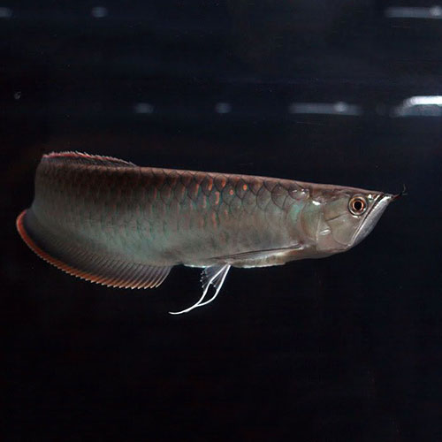 Black Arowana Fish - 5-7 inch