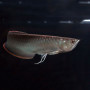 Black Arowana Fish - 5-7 inch