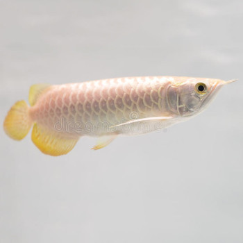 Golden Pearl Arowana Fish - 5-7 inch