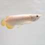 Golden Pearl Arowana Fish - 5-7 inch