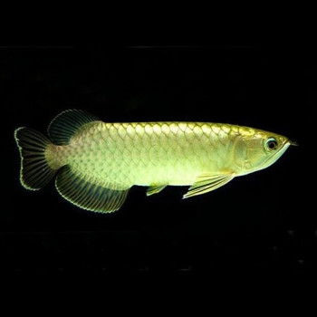 Green Arowana Fish - 5-7 inch