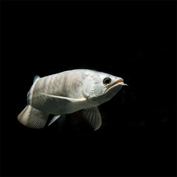 Platinum Pearl Arowana Fish - 5-7 inch