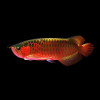 Chilli Super Red Arowana Fish -8-10-inch (with Certificate)