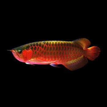 Chilli Super Red Arowana Fish -7-9-inch (QianHu Farm Certified)