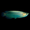 Electric BlueBase Arowana Fish -7-9inch (Qian hu Farm Certified)