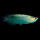 Arowana