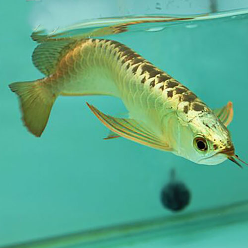 Golden Helmet CrossBack Arowana Fish -7-9inch (Malaysia Farm Certified)