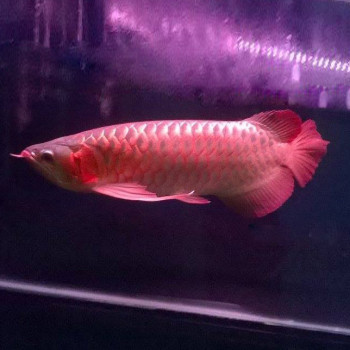 Supreme Indo Super Red Arowana Fish - 7-9 inch (Malaysia Farm Certified)