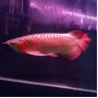 Supreme Indo Super Red Arowana Fish - 9-10 inch (Malaysia Farm Certified)