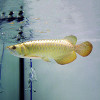 Hiback Arowana Fish - 6-8 inch (Qian Hu Farm Certified)