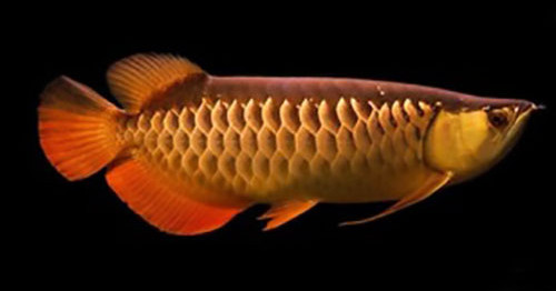 Rtg Fish Buy RTG GoldenArowana Aquarium Fish Online - AQUAStore.in