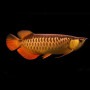 RTG Golden Arowana Fish - 6-8 inch (Qian Hu Farm Certified)