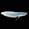 Silver Arowana Fish - 6 inch