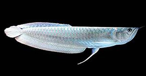 Buy Silver Arowana Aquarium Fish Online - AQUAStore.in