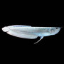 Silver Arowana Fish - 8-10 inch