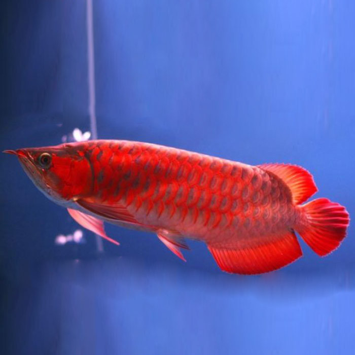 Supreme Kalimantan Super Red Arowana Fish - 7-9 inch (Malaysia Farm Certified)