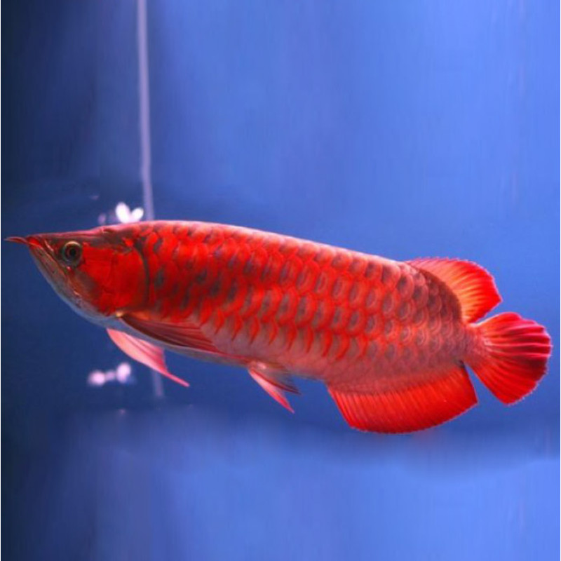 Supreme Kalimantan Super Red Arowana Fish - 7-9 inch (Malaysia