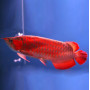 Supreme Kalimantan Super Red Arowana Fish - 7-9 inch (Malaysia Farm Certified)