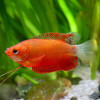 Copper Gourami Fish (Single)