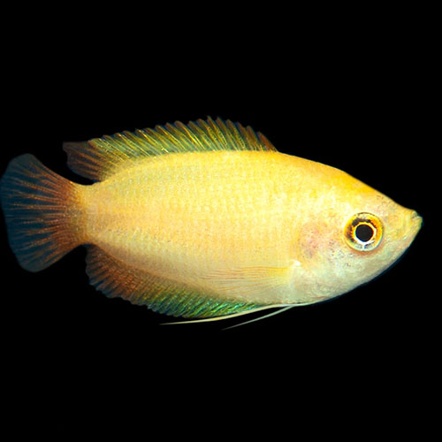 Golden Honey Gourami Fish (Single)