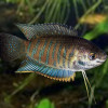 Labiosa Gourami Fish (Single)