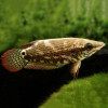 Nobilis Frail Gourami Fish (Single)