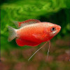 Red Honey Gourami Fish (Single)