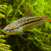 Sparkling Gourami Fish (Single)